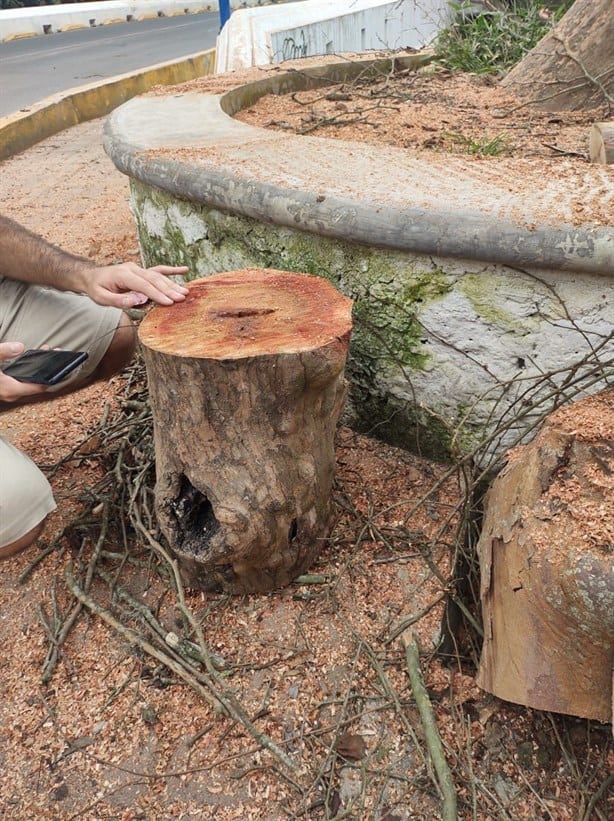 Vecinos de la colonia 21 de Marzo de Xalapa protestan por la tala de un árbol