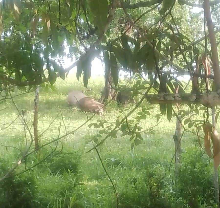 Rayo mata 3 semovientes en parcela escolar en Jesús Carranza