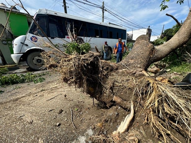 Fuertes lluvias en Veracruz provocaron caída de árbol y barda de una escuela