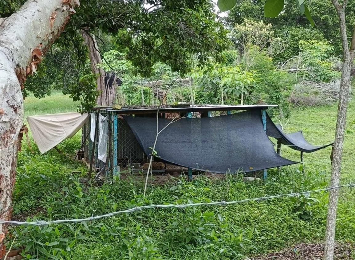 Familia de Villa Cuichapa instaura sitio para protección de perritos callejeros