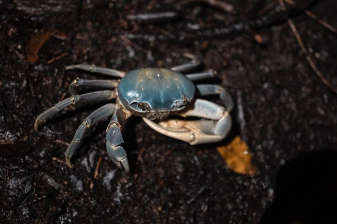 Inicia campaña de rescate del cangrejo azul en la Riviera Veracruzana