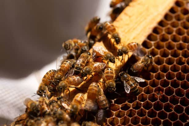 Por esta razón en el mundo se busca proteger a las abejas en beneficio del campo