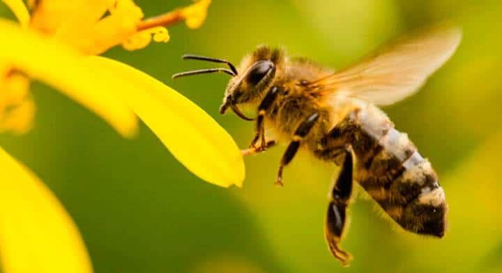 Por esta razón en el mundo se busca proteger a las abejas en beneficio del campo