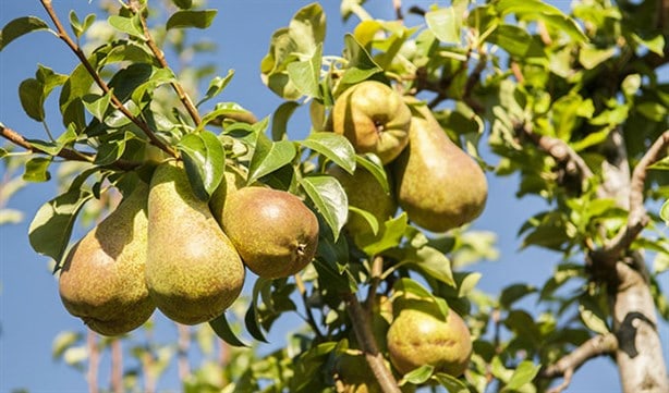 Estos son los productos del campo de México que más se consumen en agosto