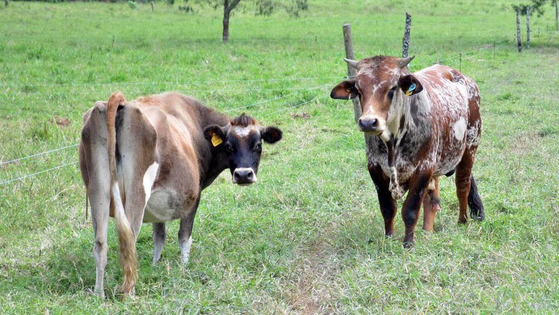 Producción de leche dejó de ser negocio para ganaderos de Agua Dulce