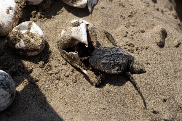 Eclosionan tortugas en playa de Coatzacoalcos; ¿cuántas lograron llegas al mar?| FOTOS