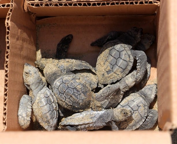 Eclosionan tortugas en playa de Coatzacoalcos; ¿cuántas lograron llegas al mar?| FOTOS