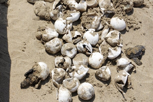 Eclosionan tortugas en playa de Coatzacoalcos; ¿cuántas lograron llegas al mar?| FOTOS