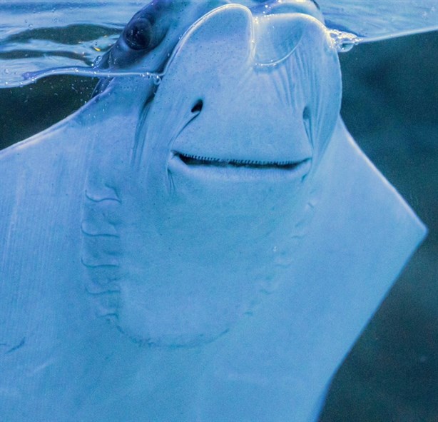 Esta curiosa raya sonriente se encuentra en nueva área del Acuario de Veracruz