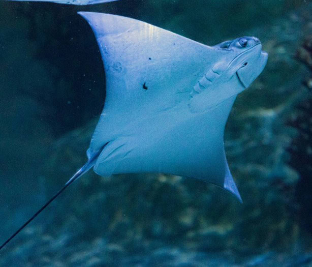 Esta curiosa raya sonriente se encuentra en nueva área del Acuario de Veracruz