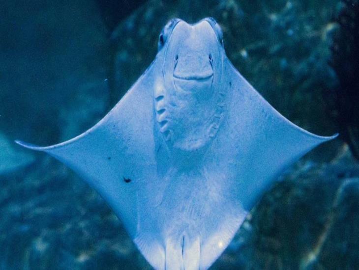 Esta curiosa raya sonriente se encuentra en nueva área del Acuario de Veracruz