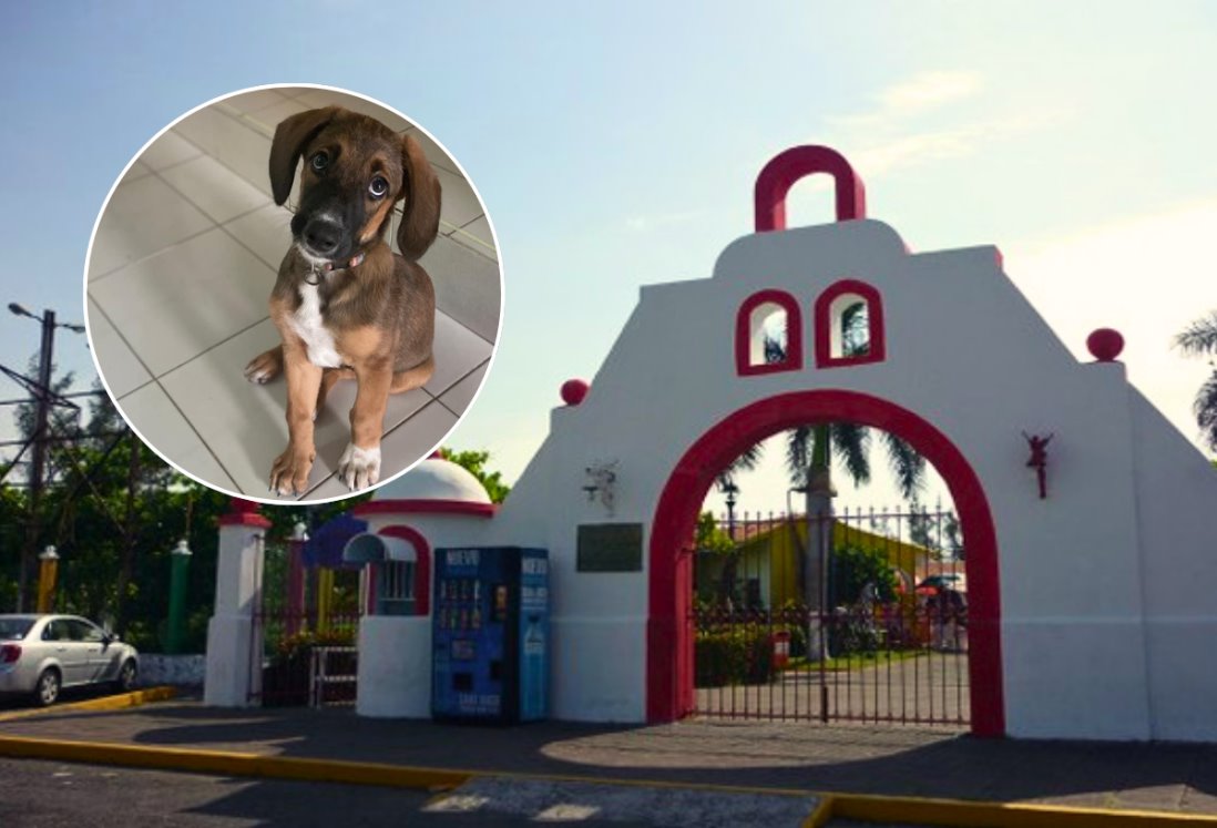 Expo adopta Veracruz en Reino Mágico: Adopta un amigo de cuatro patas este 16 de agosto