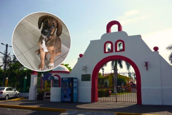 Expo adopta Veracruz en Reino Mágico: Adopta un amigo de cuatro patas este 16 de agosto