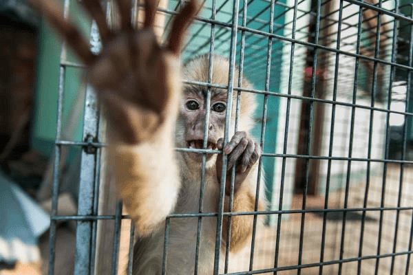 Tráfico de animales exóticos en Veracruz: Un problema creciente y alarmante