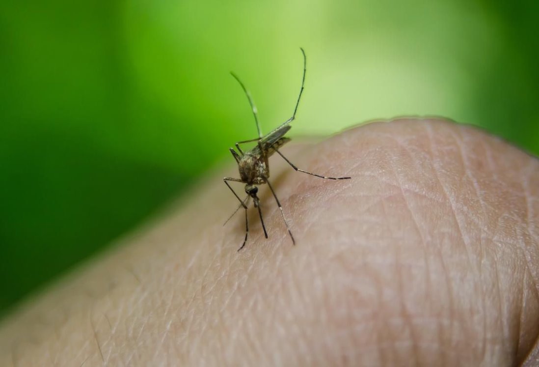 Veracruz registra aumento alarmante de casos de dengue en julio