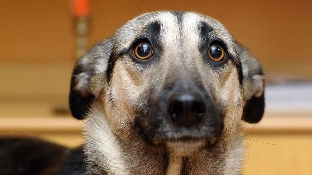 Organizan marcha para exigir castigo contra los agresores de animales en Veracruz