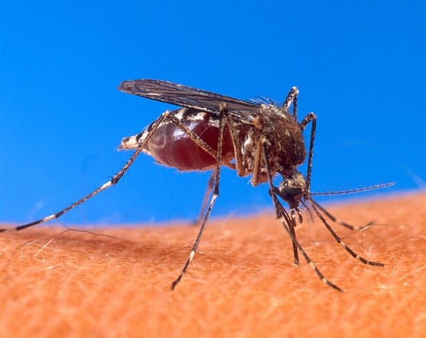 Estos son los signos de alarma del dengue