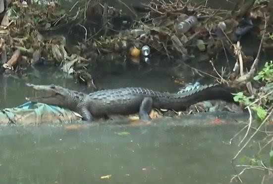Cocodrilo vive en canal de aguas negras de esta colonia de Minatitlán