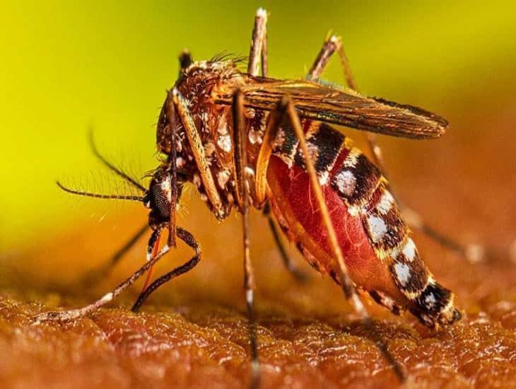 Estos son los signos de alarma del dengue