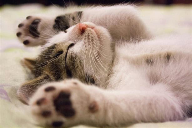Día Mundial del Gato: Sorpréndete con estos secretos de los felinos domésticos
