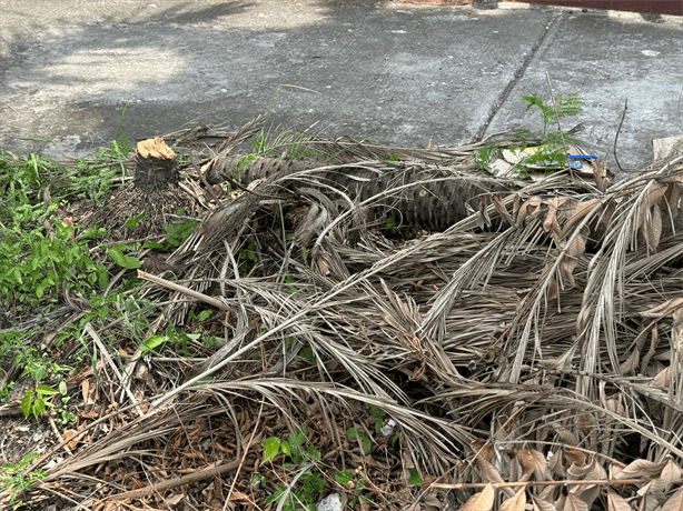 Vecinos indignados por tala de árbol y acumulación de basura en la colonia Formando Hogar