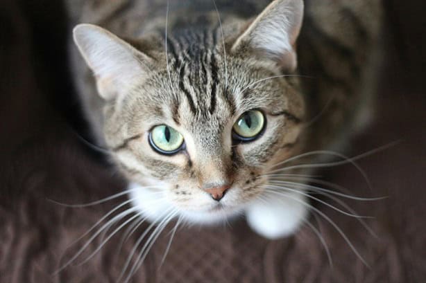 Día Mundial del Gato: Sorpréndete con estos secretos de los felinos domésticos