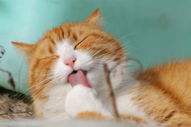 Día Mundial del Gato: Sorpréndete con estos secretos de los felinos domésticos