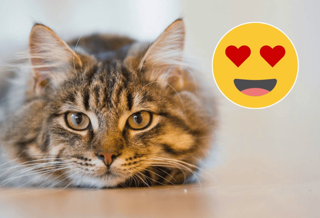 Día Mundial del Gato: Sorpréndete con estos secretos de los felinos domésticos