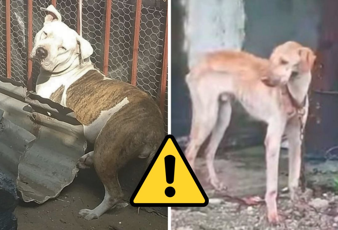 Perros sufren maltrato en azoteas bajo sol y lluvia: Albergue La Roca pide acción