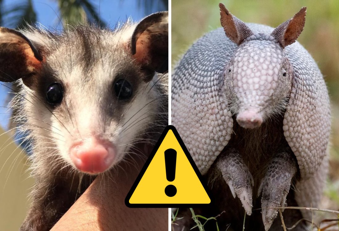 Tlacuaches y armadillos en peligro de extinción por depredación humana, alerta biólogo