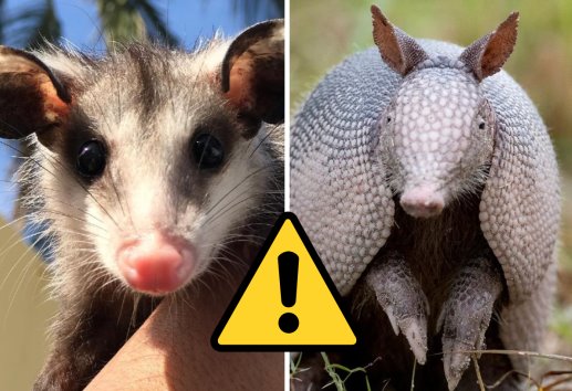 Tlacuaches y armadillos en peligro de extinción por depredación humana, alerta biólogo