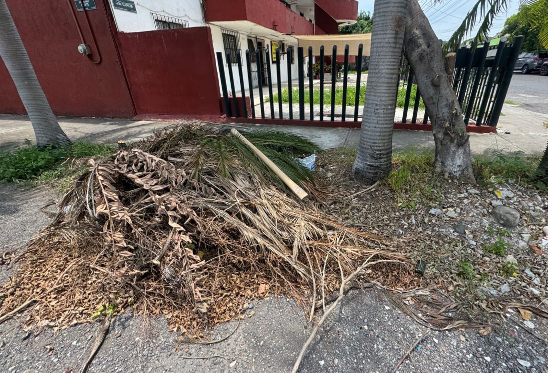 Vecinos indignados por tala de árbol y acumulación de basura en la colonia Formando Hogar