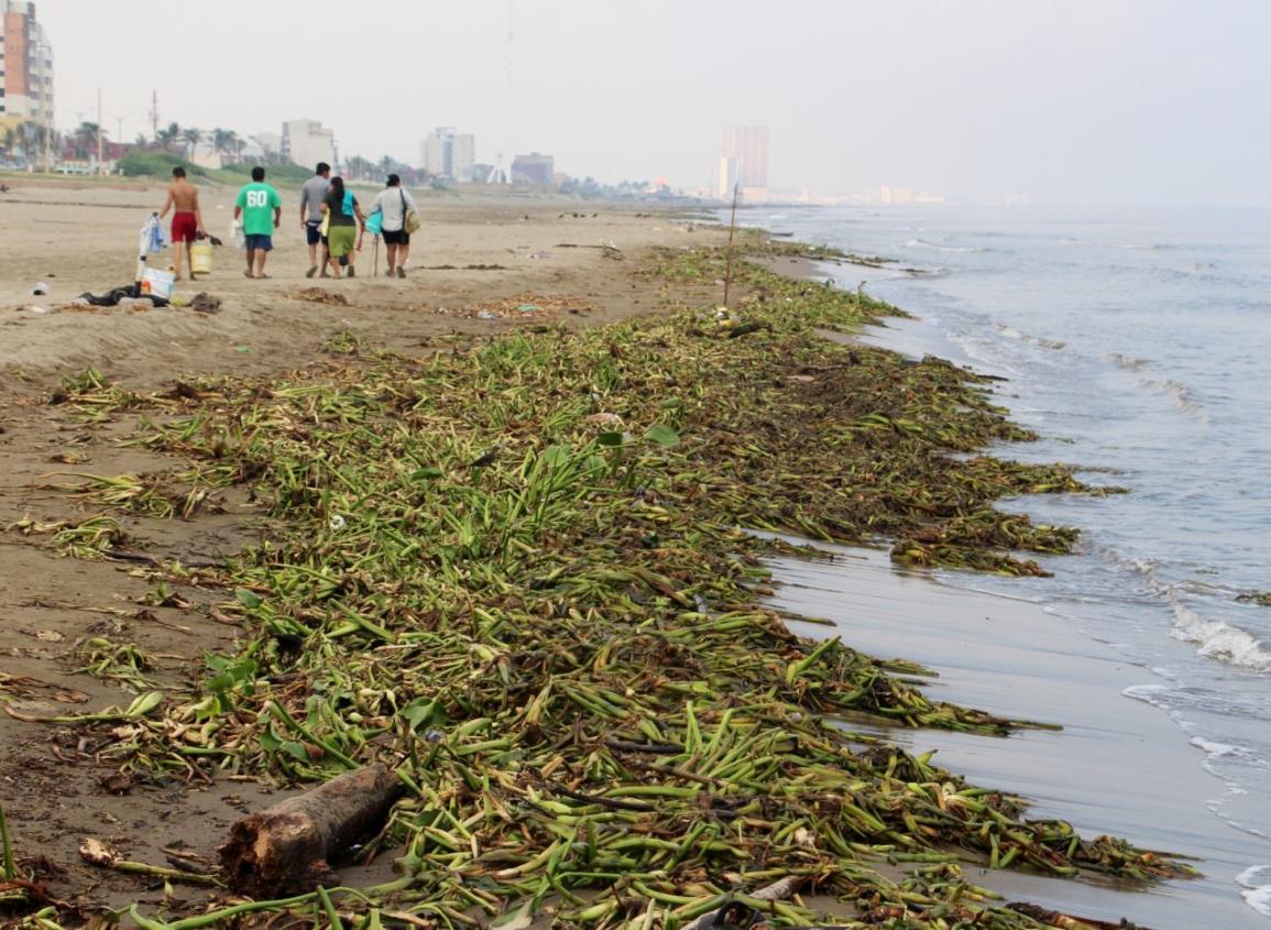 Gran cantidad de palotada y lirio invaden las playas de Coatzacoalcos