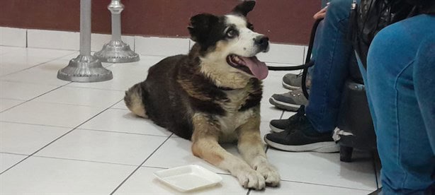 El perrito Rocky despide a su amo don Alfonso, quien falleció en Xalapa a los 101 años