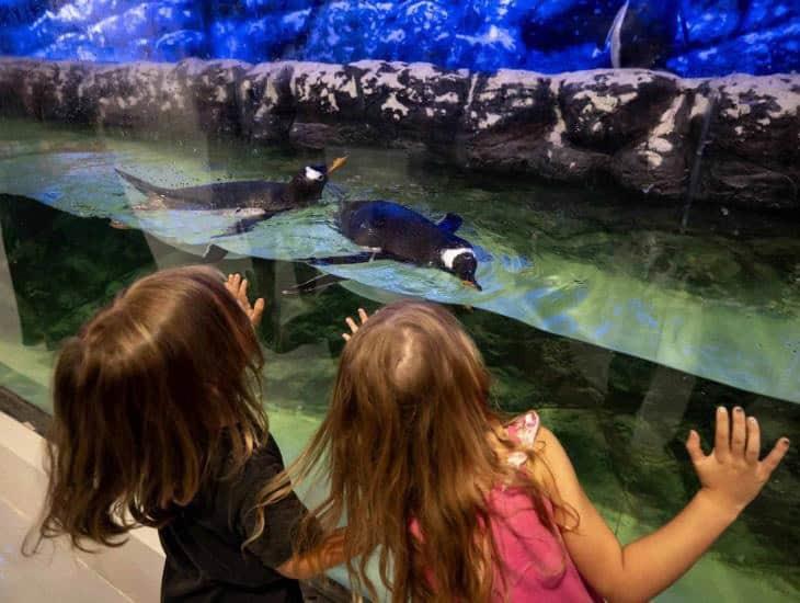 Acuario interactivo abre sus puertas por primera vez en Nuevo León