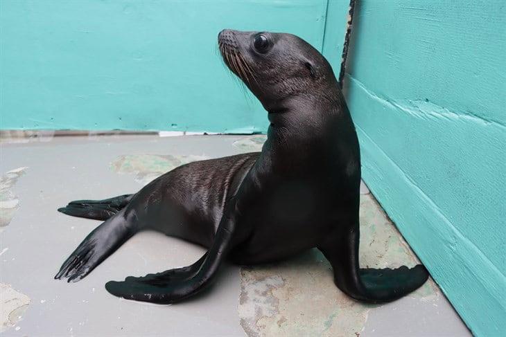 ¡Bienvenido, pequeño! Anuncian nacimiento de lobo marino en el Aquarium de Veracruz