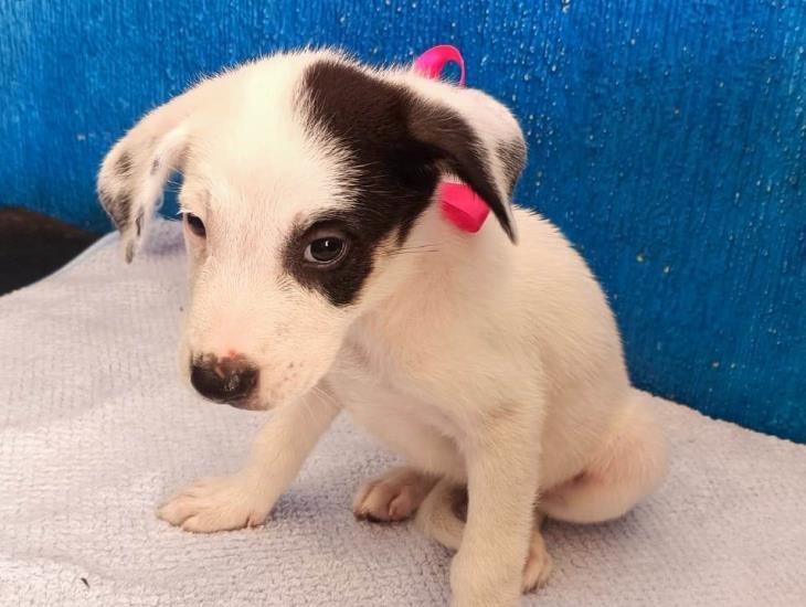 Rescatan a cachorrita abandonada en la colonia Vistalmar de Coatzacoalcos; busca un nuevo hogar