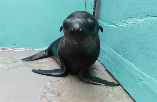 ¡Bienvenido, pequeño! Anuncian nacimiento de lobo marino en el Aquarium de Veracruz