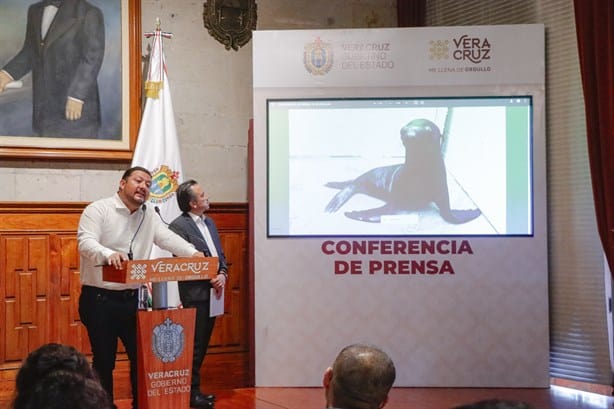 ¡Bienvenido, pequeño! Anuncian nacimiento de lobo marino en el Aquarium de Veracruz