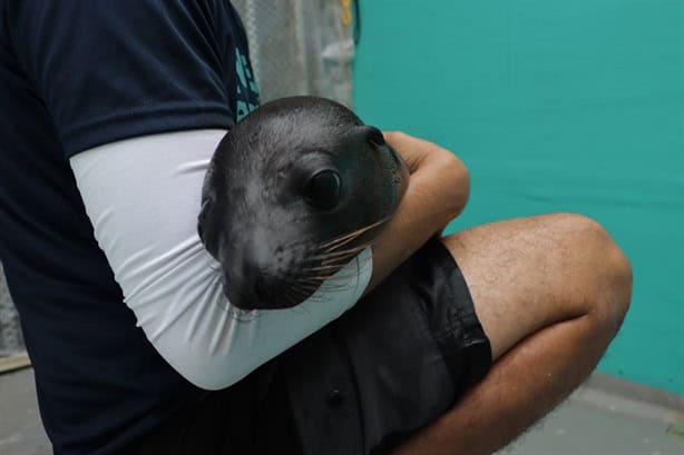 Nace lobo marino en el acuario de Veracruz; ¡Este martes la entrada es gratis!