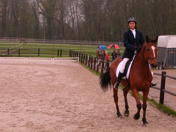 Entrenamiento de caballos: conceptos básicos y consejos importantes