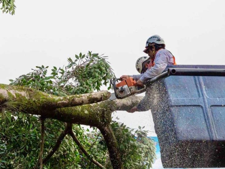 Tumban árbol en Xalapa por supuesto riesgo para transeúntes y automovilistas