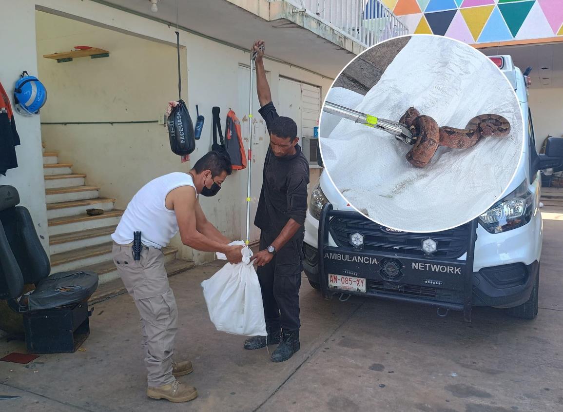 Atrapan nauyaca en florería del centro de Acayucan l VIDEO