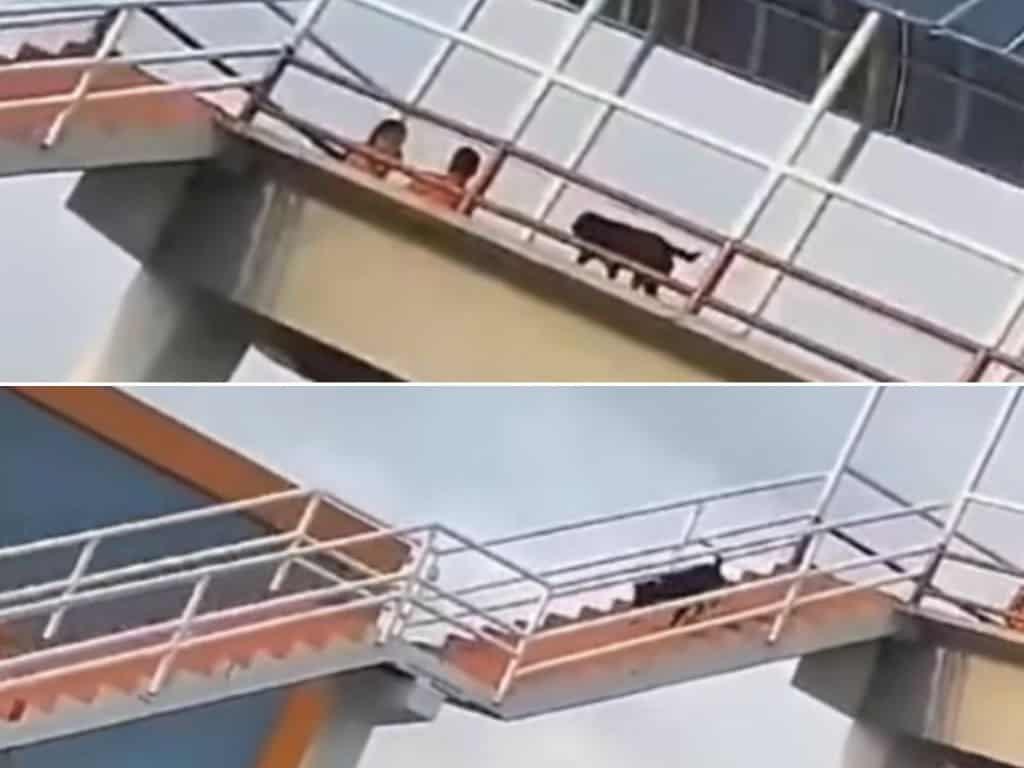 En Coatzacoalcos, perro cruza puente peatonal y la gente pasa por abajo