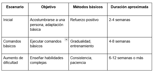 Entrenamiento de caballos: conceptos básicos y consejos importantes