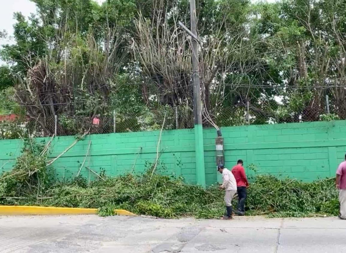 Ramas dejan sin luz a céntricas colonias de Agua Dulce