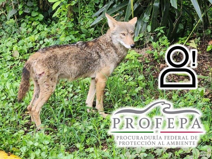 Animalistas de Veracruz piden a Profepa resguardar adecuadamente al coyote del Cerro de la Galaxia