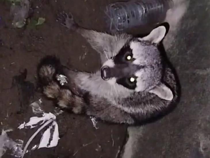 Mapache cayó en alcantarilla de Coatzacoalcos; así notaron su presencia