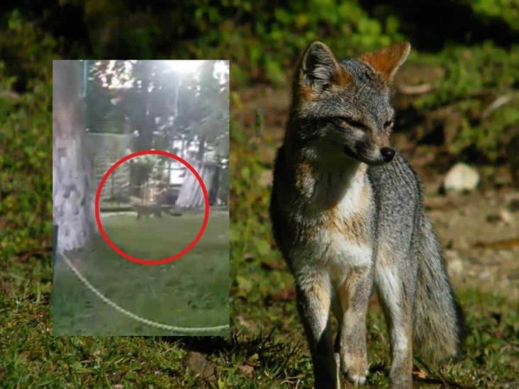 Ya no es solo el coyote; captan a zorra gris en Xalapa; ¿dónde fue vista? (+Video)