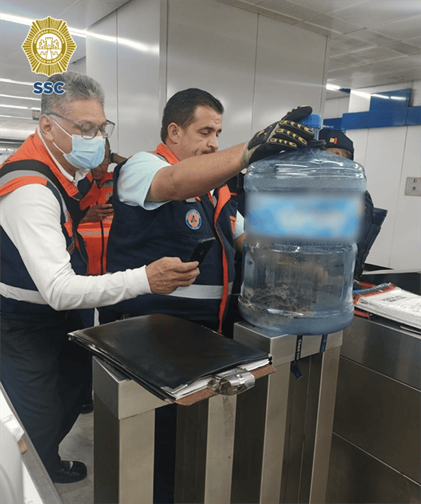 ¿Cómo llegó ahí? Hallan víbora dentro de un garrafón de agua